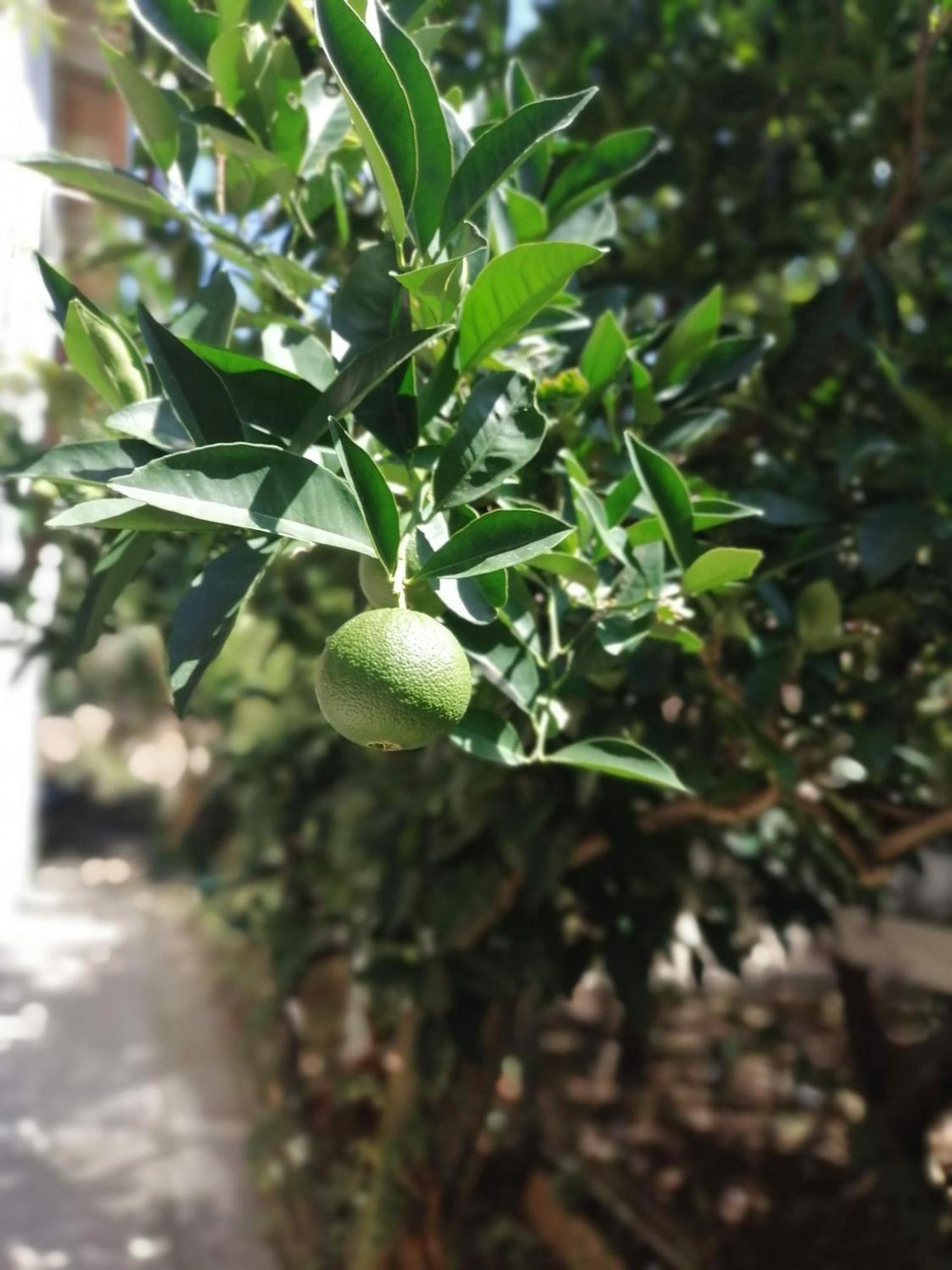 Apartmani Lala 2 Čanj Εξωτερικό φωτογραφία