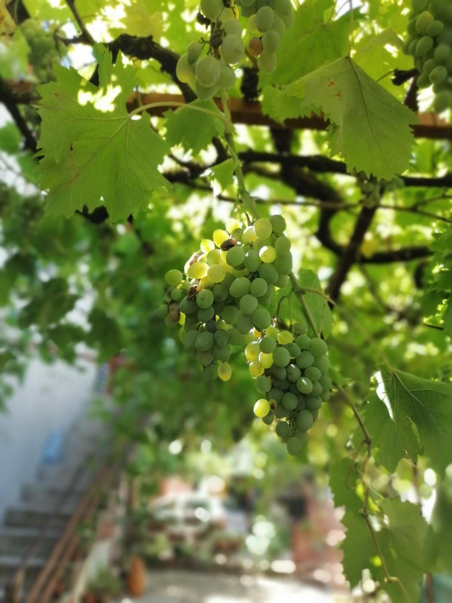 Apartmani Lala 2 Čanj Εξωτερικό φωτογραφία