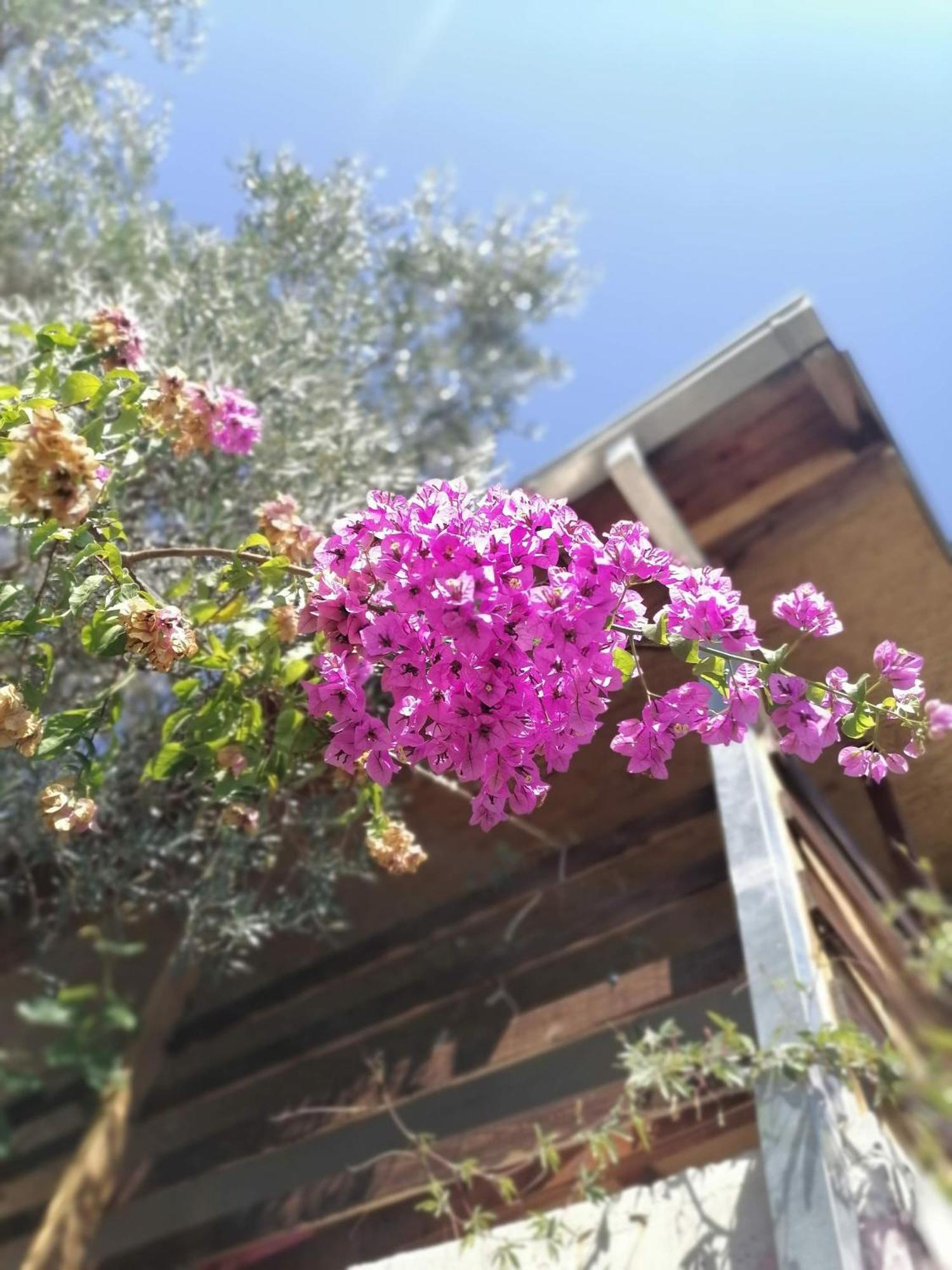 Apartmani Lala 2 Čanj Εξωτερικό φωτογραφία